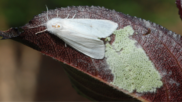 Поява нових осередків американського білого метелика в Україні фото, ілюстрація