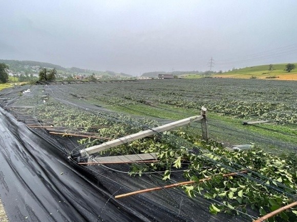 Урагани в Швейцарії призвели до знищення фруктових садів  фото, ілюстрація