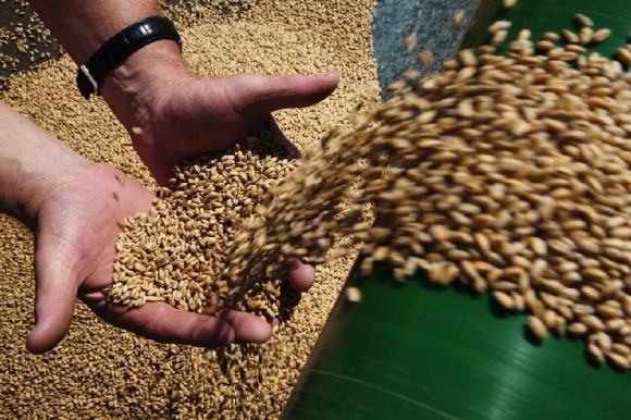 Урожайність зернових в Казахстані може знизитися на 40% до 2050 року - прогноз фото, ілюстрація