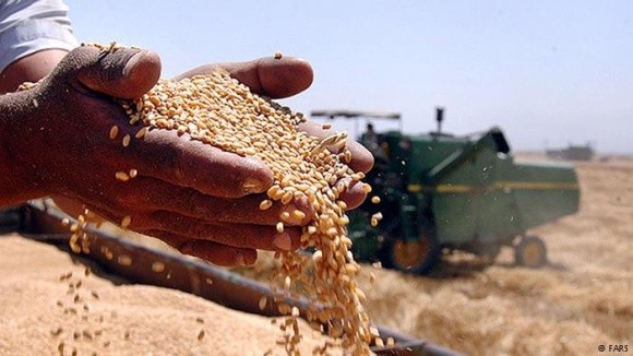 Експерти прогнозують зменшення врожаю зернових на 4,5-10% фото, ілюстрація