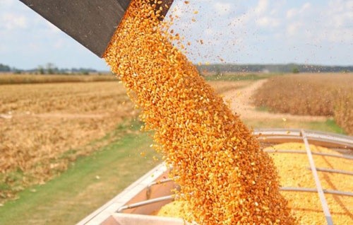 Врожай кукурудзи-2019 в Україні не стане рекордним фото, ілюстрація