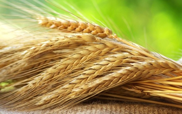В Україні підвищилася середня врожайність зернових фото, ілюстрація