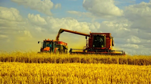 Україна підходить до межі, за якою не впорається зі збором пшениці фото, ілюстрація