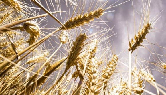 Середня урожайність зернових на Хмельниччині – понад 65 ц/га фото, ілюстрація