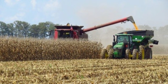 ІМК завершила жнива кукурудзи із середньою врожайністю, яка майже на 80% перевищує показники по Україні фото, ілюстрація