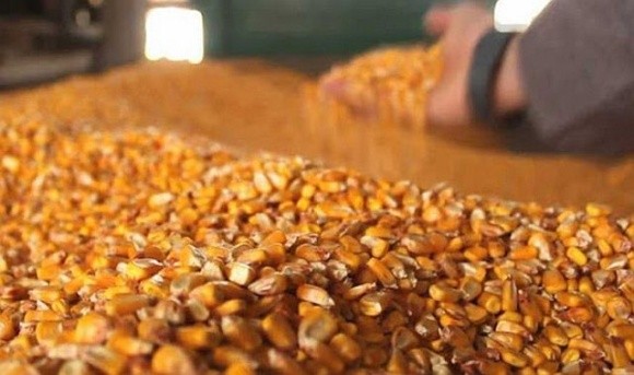 USAID AГРО опублікував перелік отримувачів насіння кукурудзи фото, ілюстрація
