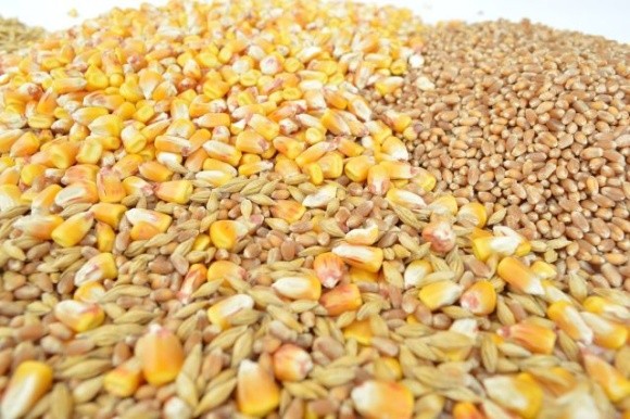 USDA покращив прогноз виробництва та експорту кукурудзи та пшениці в Україні фото, ілюстрація