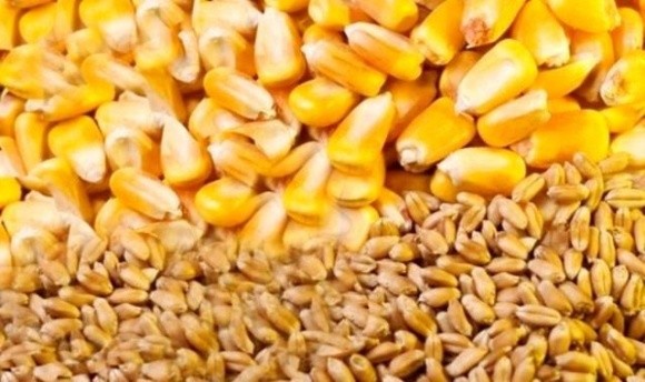 USDA оновив прогноз виробництва та експорту пшениці й кукурудзи фото, ілюстрація
