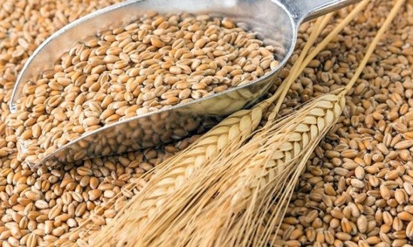 Біржові ціни на пшеницю зросли на тлі нових закупівельних тендерів фото, ілюстрація