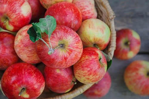 Українські садівники в черговий раз оновили рекорд з експорту яблук фото, ілюстрація