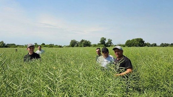 В Агро-Регіон затвердили сівозміну на наступний сезон – площі під озимим ріпаком збільшили на 40% фото, ілюстрація