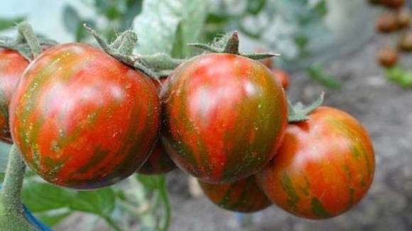В Румунії вивели новий сорт томатів, який може дати до 7 кг врожаю з однієї рослини фото, ілюстрація