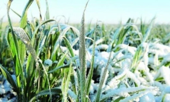 У першій половині перезимівлі озимих негативного впливу погодних факторів на рослини не відмічали, — НААН  фото, ілюстрація