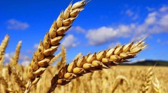 Після того, як запрацював зерновий коридор, світові ціни на пшеницю впали фото, ілюстрація