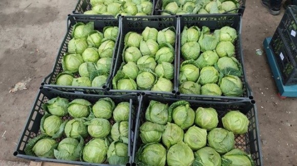 Овочі нового врожаю у Великих Копанях на Херсонщині продають за копійки фото, ілюстрація