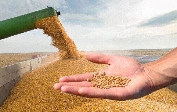 Роботу над методикою верифікації вирощеного в Україні зерна завершать до кінця серпня фото, ілюстрація