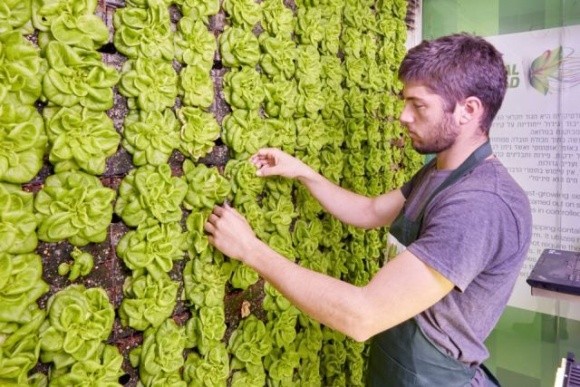 Вертикальні установки для вирощування зелені з'являться в українських супермаркетах Varus фото, ілюстрація