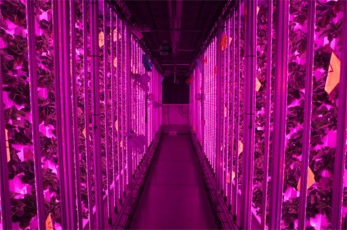 Французький стартап створює вертикальні ферми для вирощування полуниць фото, ілюстрація