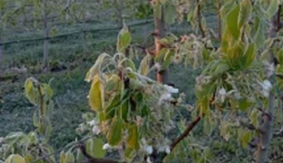 Весняні заморозки: садівники повідомляють про можливі втрати врожаю фото, ілюстрація