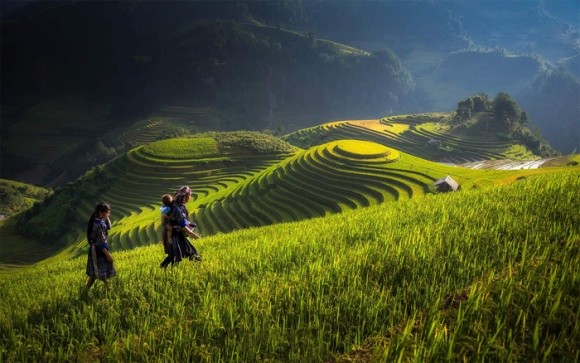 В'єтнам має намір обмежити імпорт пестицидів фото, ілюстрація