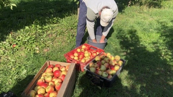 В Ужгородському районі всі охочі можуть назбирати яблук у відкритому саду фото, ілюстрація
