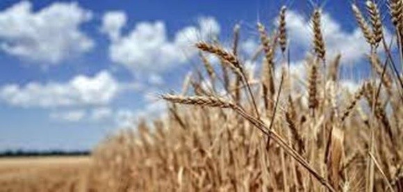 Прем'єр-міністри Польщі та Румунії просять ЄС створити механізм відстеження експорту зерна з України фото, иллюстрация