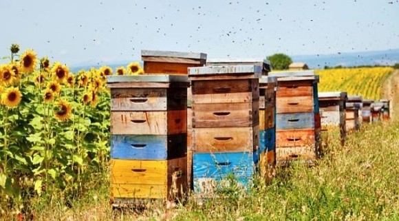 Агрономи: Використання безпечних ЗЗР унеможливлює потраву бджіл фото, ілюстрація