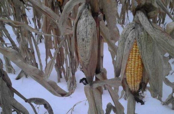 Через вилягання кукурудзи щодня втрачається декілька відсотків врожайності, — Сергій Авраменко фото, ілюстрація