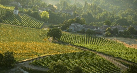 Фірташ володіє виноградниками у Франції фото, ілюстрація
