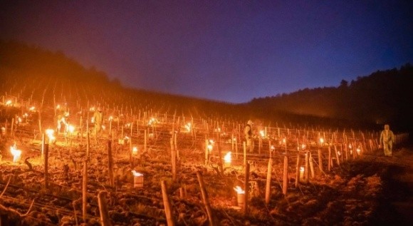 Через неврожай винограду Франція заявила про найбільшу агрономічну катастрофу XXI століття фото, ілюстрація