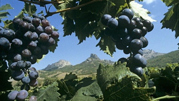 У Криму стихія пошкодила виноградники «Масандри» фото, ілюстрація