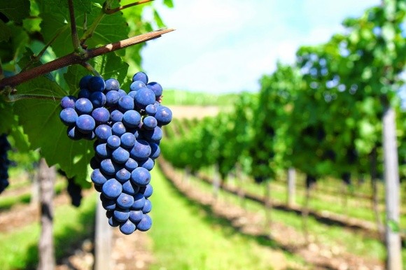 Производство винограда в странах ЕС сократится до 1,7 млн т фото, иллюстрация