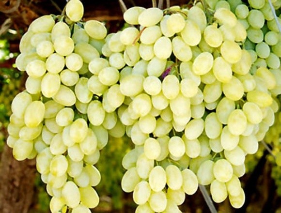 Український столовий виноград уже продається фото, ілюстрація