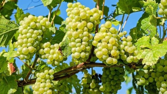 В Україні переробка винограду зменшилася на 39% фото, ілюстрація