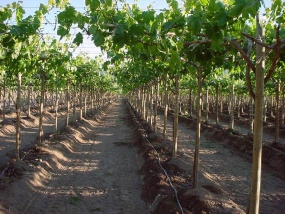 Вчені з США з'ясували, що під час посухи винограду не потрібний надмірний полив фото, ілюстрація