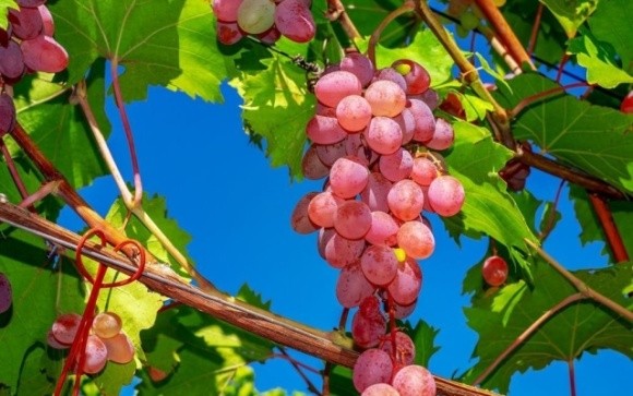 В Україні у розпалі сезон винограду: яка вартість ягід та чому фермери б'ють на сполох фото, ілюстрація