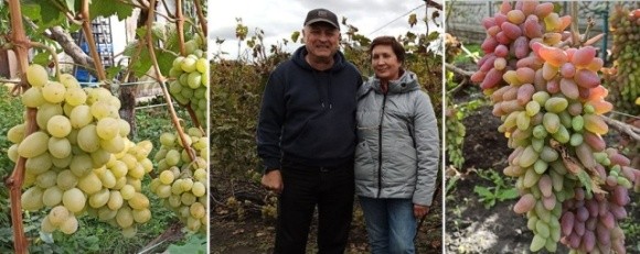 Подружжя з Кіровоградщини вирощує 200 сортів винограду на 20 сотках  фото, ілюстрація