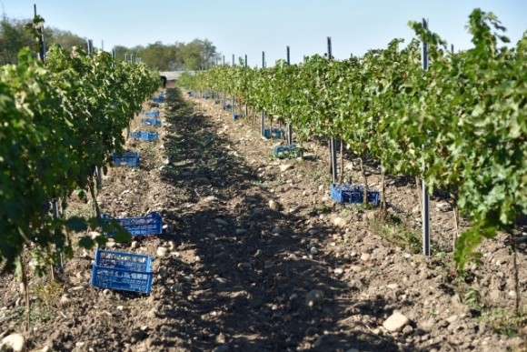 Аграрний комітет підтримав законопроєкт щодо стимулювання розвитку виноградарства в Україні фото, ілюстрація