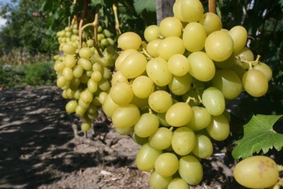 Виноградарі SHABO зібрали близько 5,5 тисяч тонн винограду фото, ілюстрація