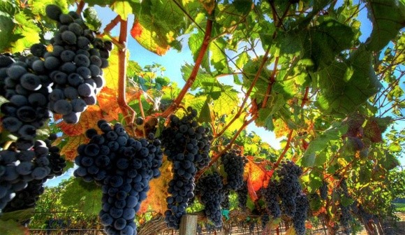 Українським виноградникам потрібна держпідтримка фото, ілюстрація
