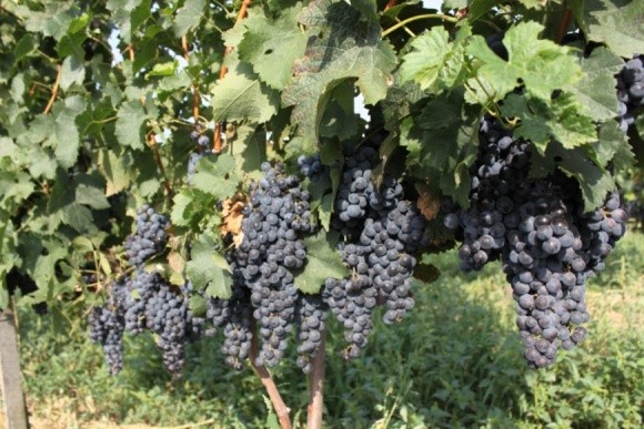 За 26 років виноградників на Закарпатті поменшало вдвічі (Інфографіка) фото, ілюстрація