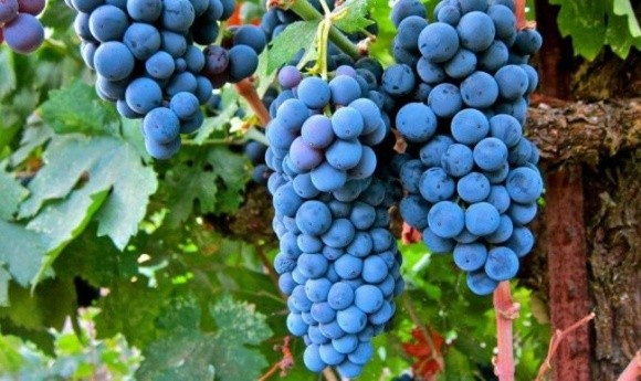 Миколаївські виноградарі зберуть урожай у 1,5 рази більший, аніж торік фото, ілюстрація