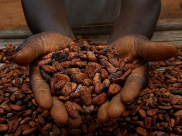 Виробництво какао: найбільша криза з кінця 1960-х років фото, ілюстрація