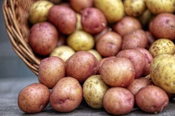 Наступного року картоплярі можуть скоротити виробництво фото, ілюстрація