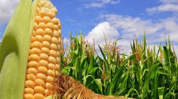 Прогноз виробництва кукурудзи в Україні знову переглянули в бік збільшення фото, ілюстрація