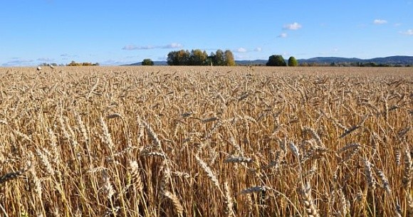 Виробництво пшениці на тимчасово окупованих територіях значно скоротилось фото, ілюстрація