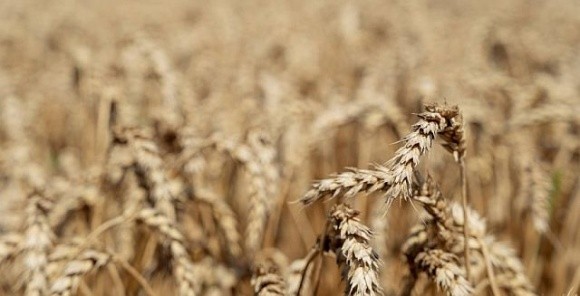 Виробництво зернових збиткове, проте рентабельність підвищується, – Мінагрополітики фото, ілюстрація