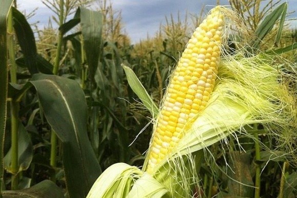 Польські виробники кукурудзи отримають від Єврокомісії €230 млн фото, ілюстрація