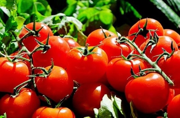 Виробники підняли ціни на тепличні томати фото, ілюстрація
