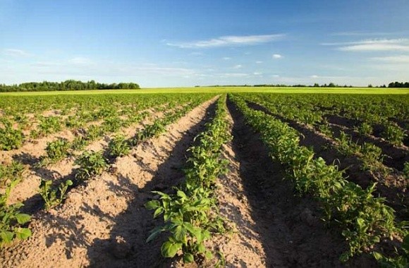 Румунські фермери відмовляються від картоплі фото, ілюстрація